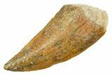 Serrated Raptor Tooth - Real Dinosaur Tooth #364867-1